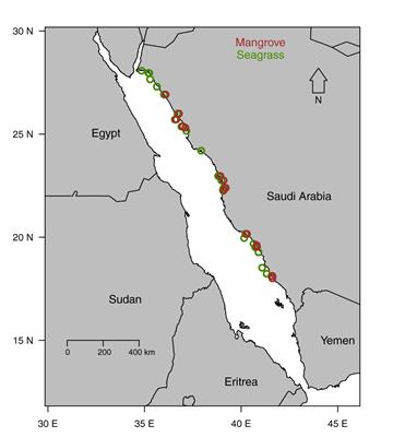 Carbon and Nitrogen Concentrations, Stocks, and Isotopic Compositions in Red Sea Seagrass and Mangrove Sediments